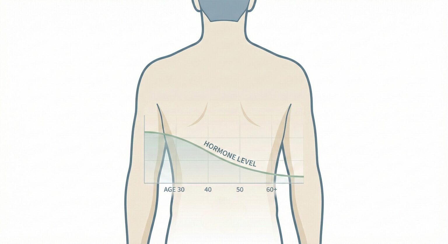 male muscle health diagram